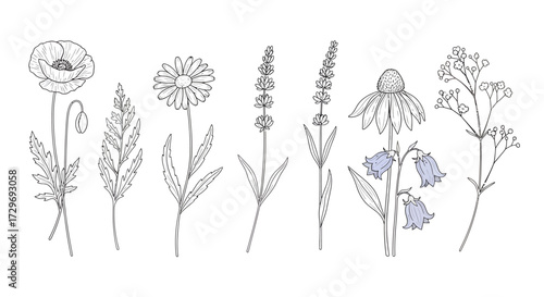 A collection of delicate line drawings of various wildflowers, including poppies, lavender, daisies, and bluebells.
