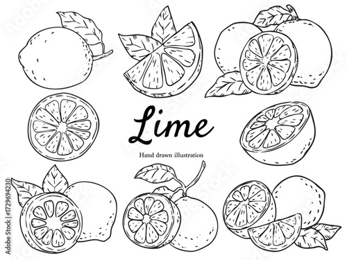 Set of hand drawn lime outline drawing illustration