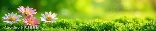 Panoramic banner, vibrant daisies in lush green grass, texture, sunlit, green