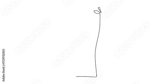 Tall giraffe duo standing close, animated self drawing of single continuous line, continuous contour movement, video drawing of line in 4k, parent and calf, baby, zoo, one line