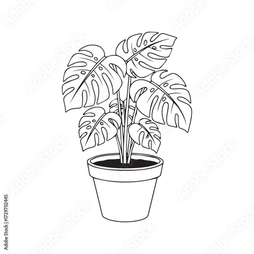 Monstera Adansonii Swiss Cheese Plant Line Art Illustration. Potted Houseplant Outline Drawing, Minimalist Botanical Vector Isolated on White Background for Coloring.
