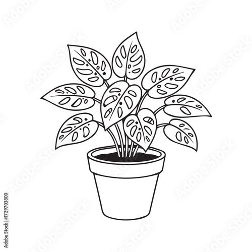 Monstera Adansonii Swiss Cheese Plant Line Art Illustration. Potted Houseplant Outline Drawing, Minimalist Botanical Vector Isolated on White Background for Coloring.
