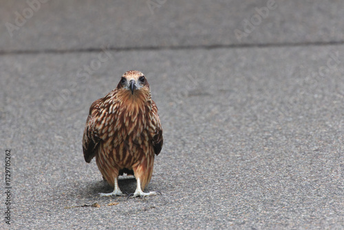 Black Kite is amazing flying ability ,but it's cute when this one walk on the asphalt