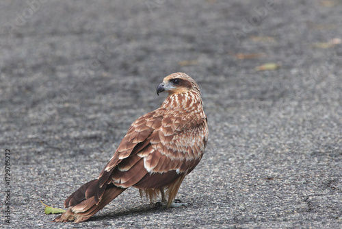 Black Kite is amazing flying ability ,but it's cute when this one walk on the asphalt