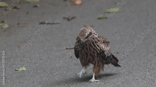 Black Kite is amazing flying ability ,but it's cute when this one walk on the asphalt