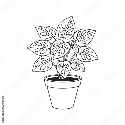 Monstera Adansonii Swiss Cheese Plant Line Art Illustration. Potted Houseplant Outline Drawing, Minimalist Botanical Vector Isolated on White Background for Coloring.
