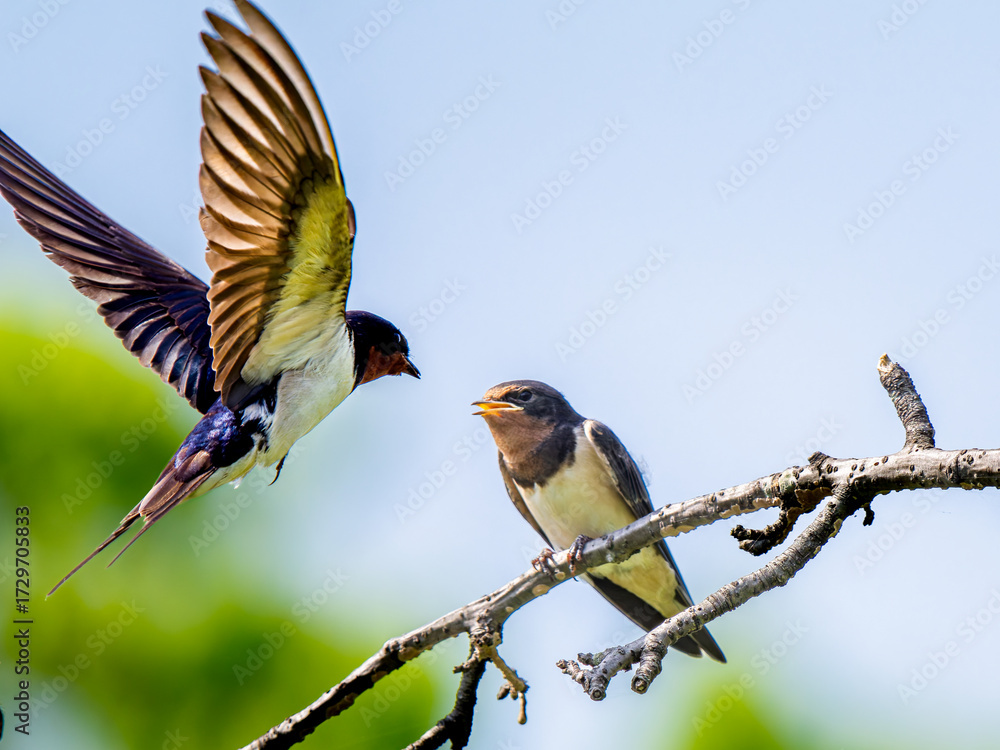 Fototapeta premium 枝にとまって餌をもらうツバメ