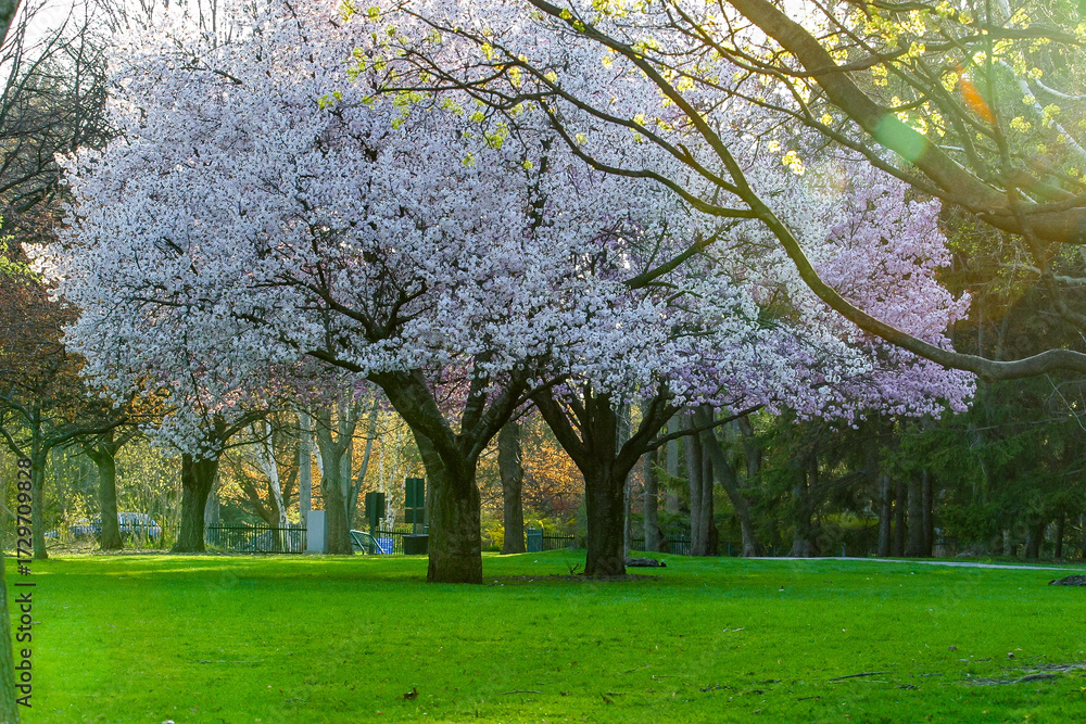 Naklejka premium full of flower trees