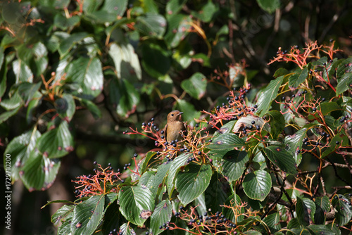 Table Dogwood fruit which is very popular with wild birds ,especially summer birds
