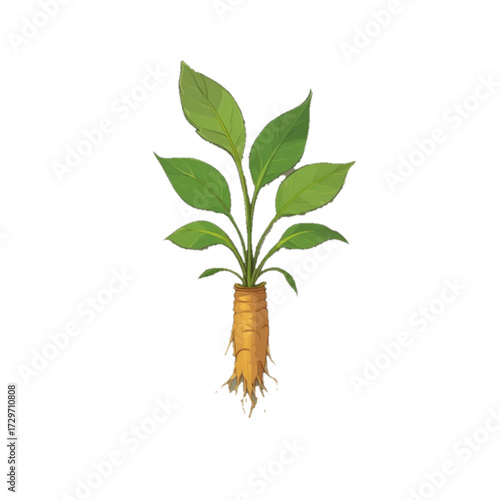 Flat colored illustration of turmeric plant on plain background 