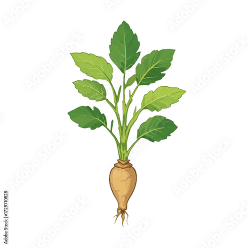 Flat colored illustration of turmeric plant on plain background 