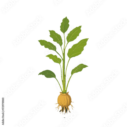 Flat colored ginseng plant illustration on plain background 