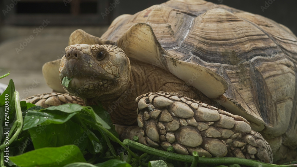 Naklejka premium Closeup of tortoises feeding on leafy greens and tomatoes, exotic reptiles enjoying healthy vegetarian meal in wildlife habitat
