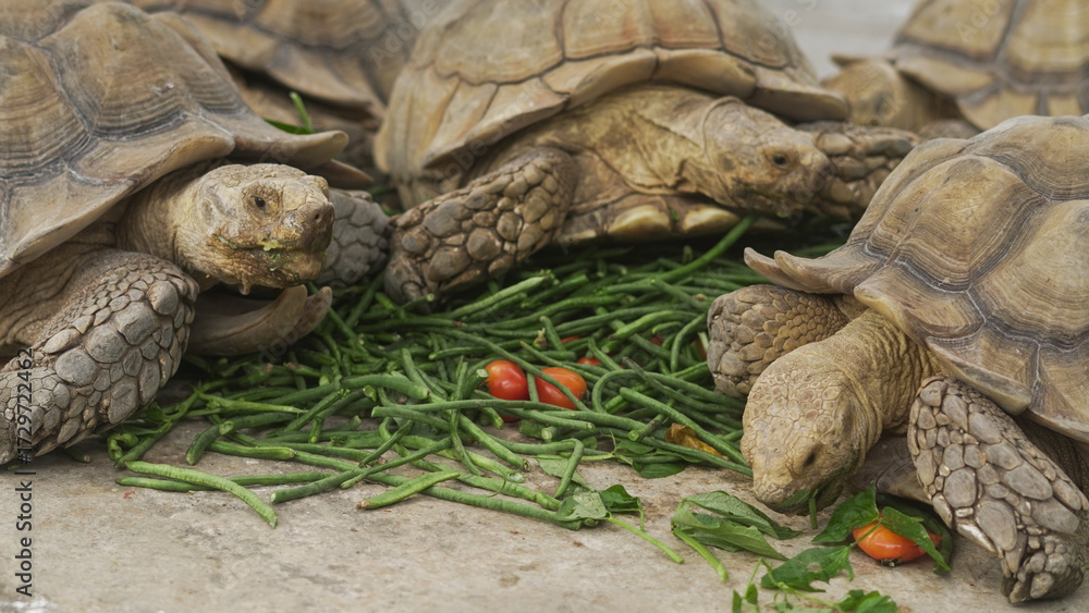Naklejka premium Closeup of tortoises feeding on leafy greens and tomatoes, exotic reptiles enjoying healthy vegetarian meal in wildlife habitat