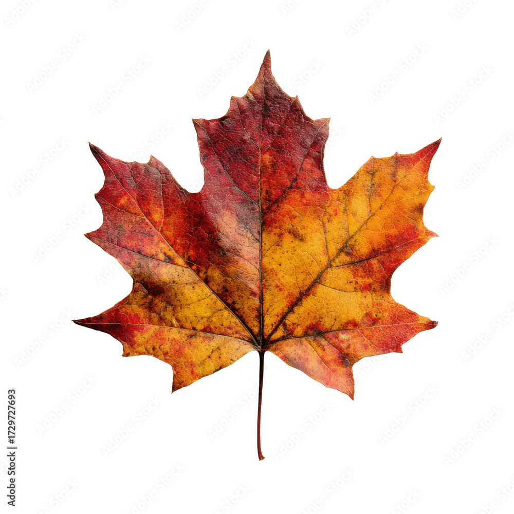 Obraz premium Autumn maple leaf vibrant red yellow orange detailed veins image