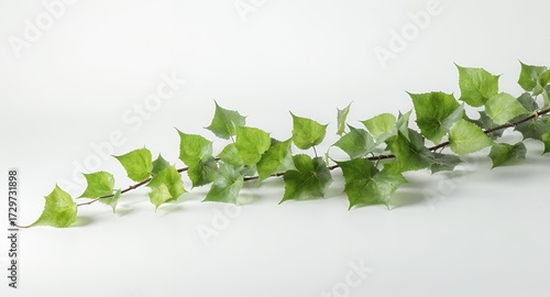 Branch with Fresh Green Leaves on White Background