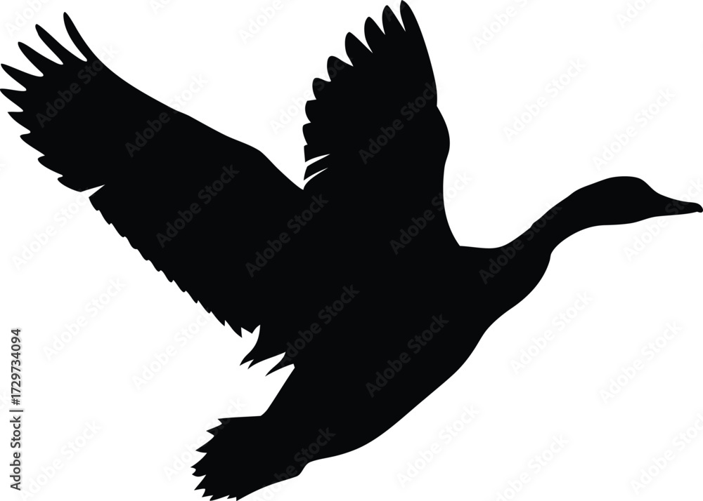 Fototapeta premium Duck in Mid-Flight - Mallard Captured Flying Against Sky. Mallard Duck Flying in Nature - Wildlife Action Shot