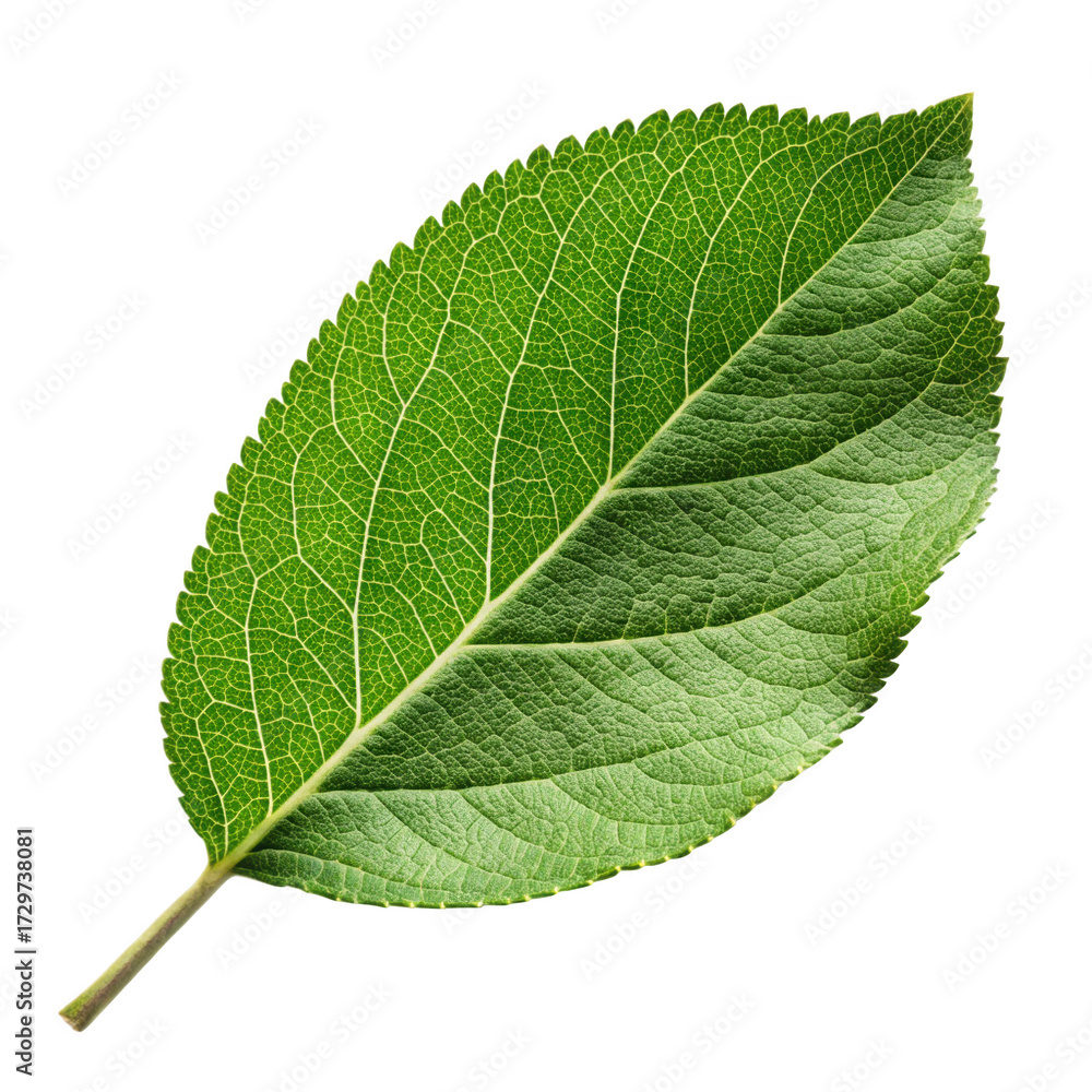 Obraz premium Apple leaf on transparent background