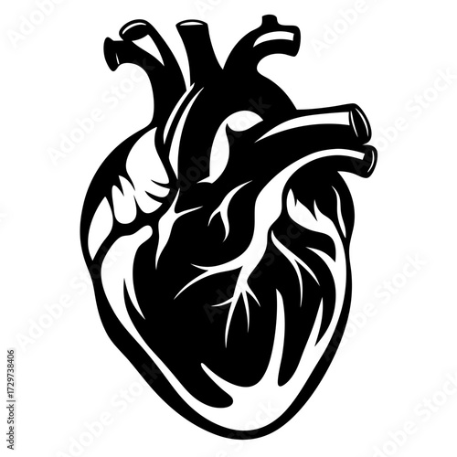 Black and White Vector Illustration of a Human Heart Anatomy