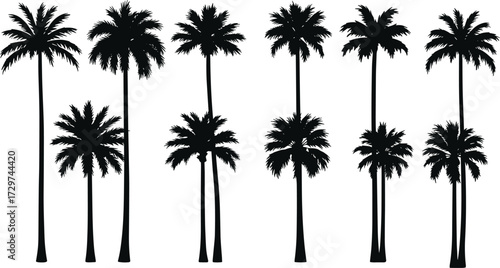 Silhouette of tropical palm trees, black coconut trees vector, summer beach island nature background, exotic landscape illustration, jungle forest shadows