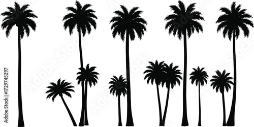 Silhouette of tropical palm trees, summer beach nature design, exotic island landscape illustration, coconut tree shadows, black palm vector art