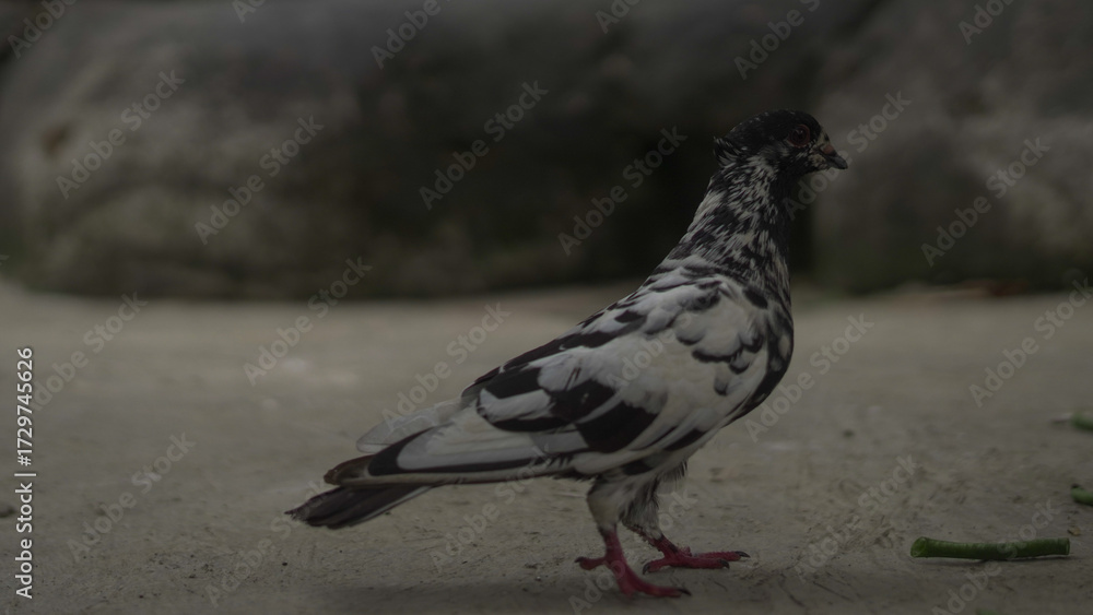 Obraz premium White pigeon standing on the ground with natural outdoor background, peaceful bird symbol of purity and freedom captured in wildlife photography