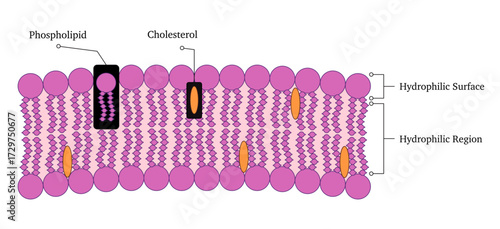 Lipid bilayer membrane labeled diagram components illustration arrangement of phospholipids and cholesterol educational study materials for researchers in biology and cellular studies