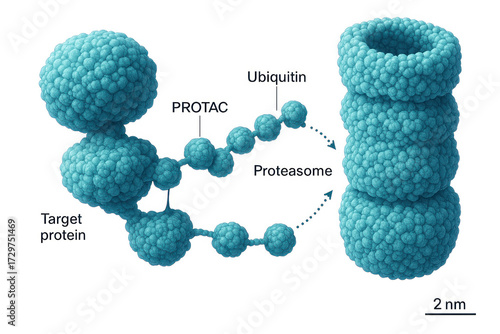 Illustration showing the mechanism of PROTACs in protein degradation, highlighting the target protein, PROTAC molecule, ubiquitin tagging, and the proteasome.