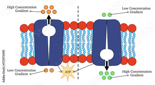 Active transport across a cell membrane detailed diagram illustration graphic shows how molecules move against their concentration gradient with the use of ATP energy
