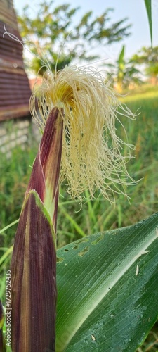 corn on the stalk