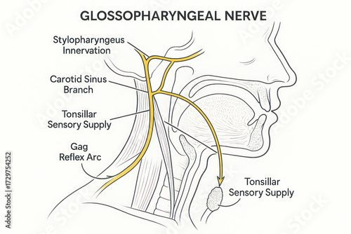 Diagram illustrating the anatomy and functions of the glossopharyngeal nerve, including its branches and innervation pathways.