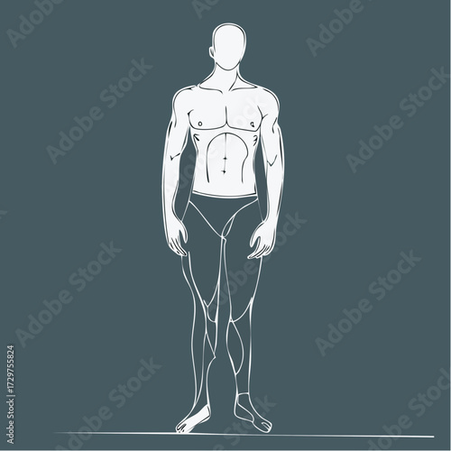 human body anatomy