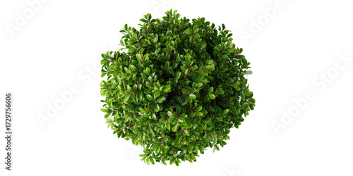 Dense, round shrub with vibrant green foliage