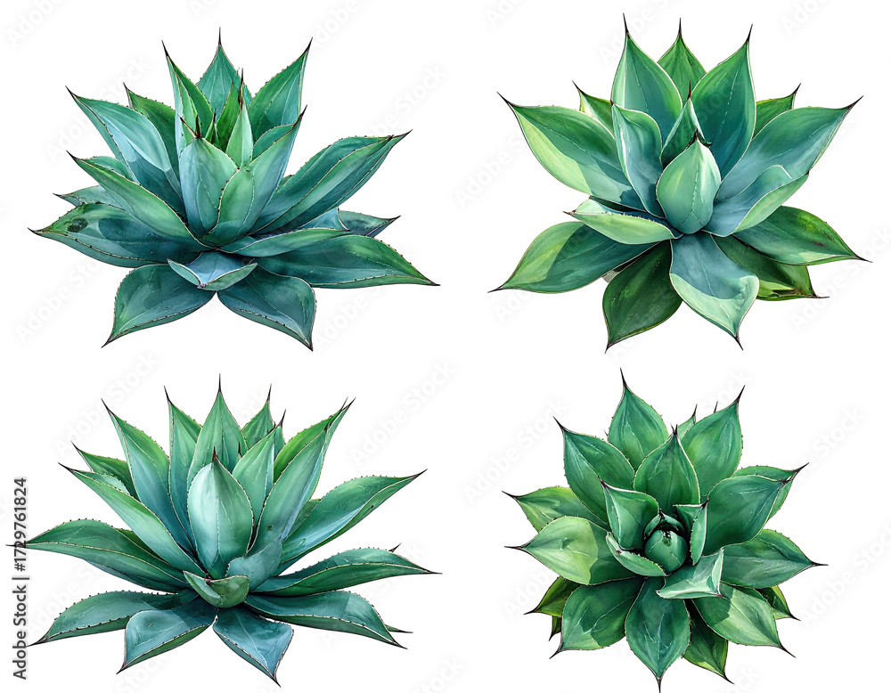 Fototapeta premium Four agave plants, close-up, vibrant green, radial pattern