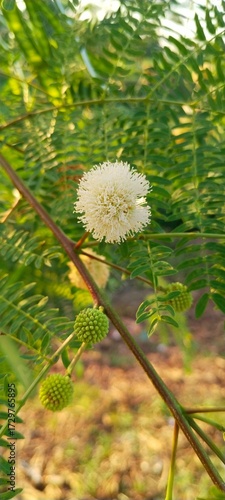 round white flower blooming on the tree branch