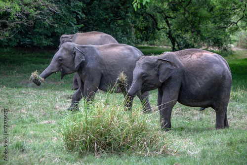 HABARANA, SRI LANKA - JULY 13, 2024 : Wild elephants graze on grassland within Minneriya National Park at Habarana in central Sri Lanka.