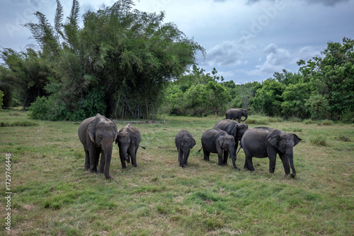 HABARANA, SRI LANKA - JULY 13, 2024 : A herd of wild elephants graze on grassland within Minneriya National Park at Habarana in central Sri Lanka.