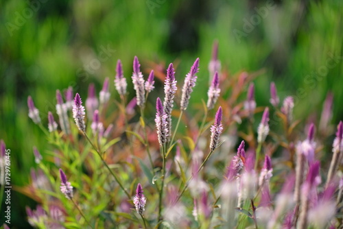 Boroco or Celosia argentea Linn is a plant that usually grows wild on the roadside is actually beneficial for herbal medicine