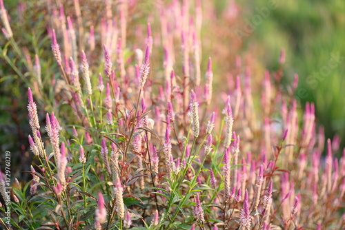 Boroco or Celosia argentea Linn is a plant that usually grows wild on the roadside is actually beneficial for herbal medicine