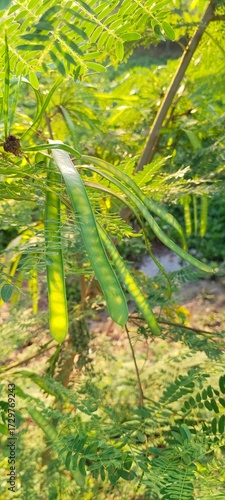green tropical tree pods hanging on branch
