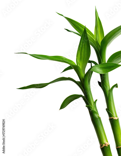 Lush green bamboo shoots against black background