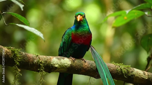 Intimate Glimpse of Avian Beauty: Focusing on the expressive eye and unique features of a tropical bird, conveying intelligence and the wild spirit of nature. no data