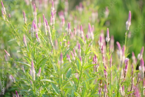 Boroco or Celosia argentea Linn is a plant that usually grows wild on the roadside is actually beneficial for herbal medicine