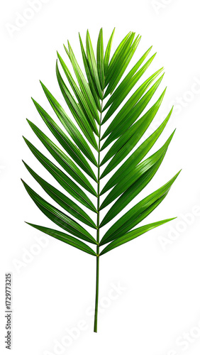 Vibrant green palm frond, sharply detailed