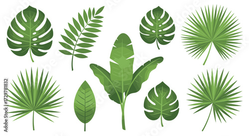 Tropical Palm Leaf Collection Vector Illustration Set