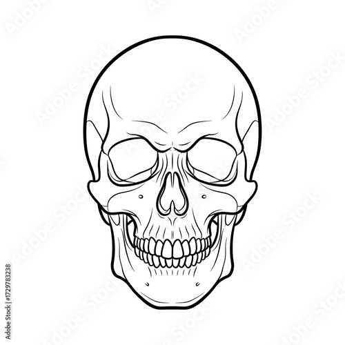 Detailed Human Skull Outline Vector Illustration, Front View
