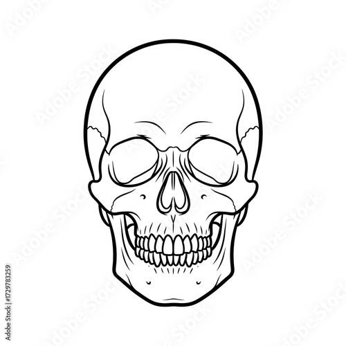 Simple Outline Drawing of a Human Skull, Frontal View
