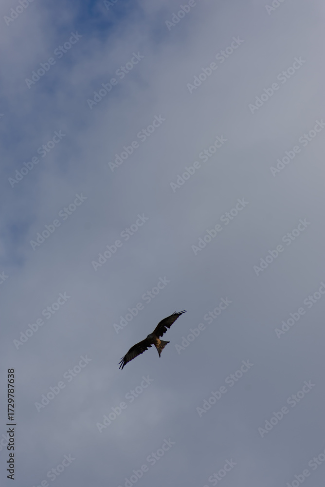 Obraz premium A Red Kite (raptor) is photographed from below, soaring high with its wings spread wide against a vast pale blue and cloudy sky, with ample negative space.