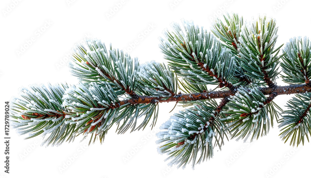 Fototapeta premium Frozen pine branch