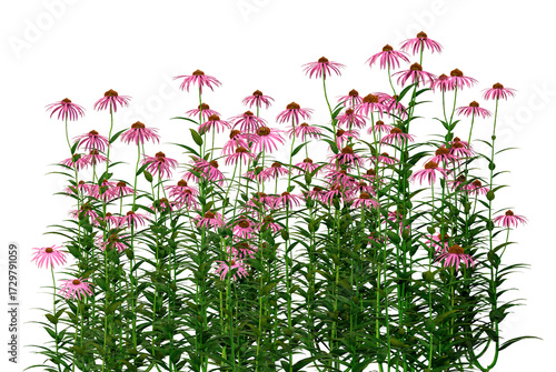vibrant purple coneflowers bloom abundantly with tall green stems